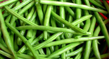 Pěstování a péče o fazole chřestu venku